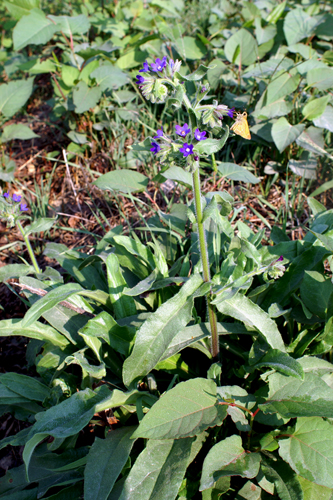 Anchusa azurea (=italica) / Buglossa azzurra